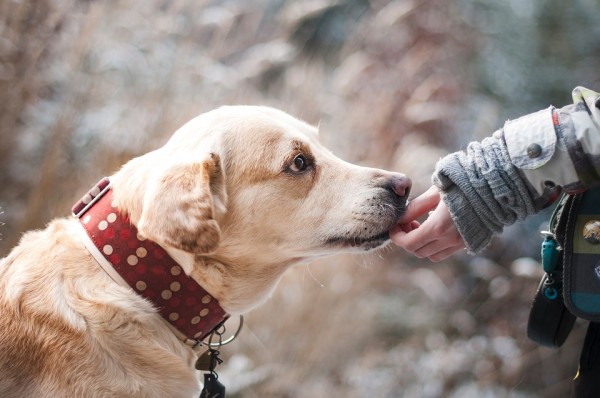 両手両足切断の女性、原因は“犬に舐められたこと” 壮絶体験に「信じられない」と驚愕の声が殺到