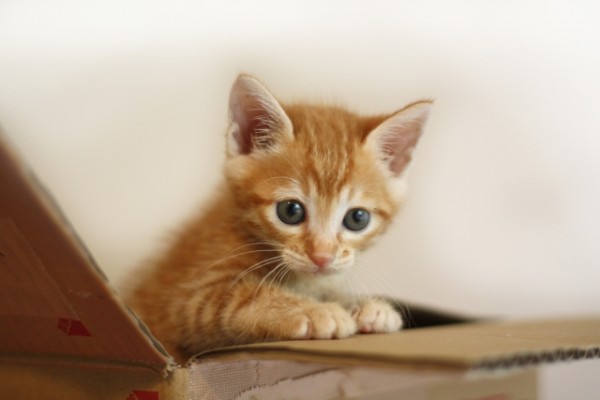 【猫を飼いたい人、必見】年々増加する、“保護猫譲渡” 引き取りの流れと注意点