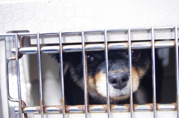 動物保護施設から犬を引き取った男、直後に犬を撲殺 残酷すぎる動機にネット大炎上