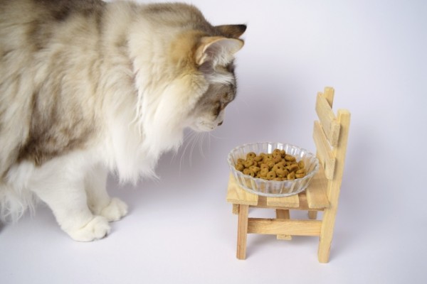 【猫と猛暑】夏の暑さに耐えられる?長毛種の猫を日本で飼うときの注意点