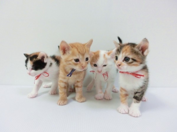 イギリスで生後6か月未満の子犬・子猫の販売禁止へ ネットは称賛、日本の実情を嘆く