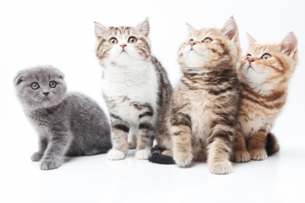 「猫ブームは困る」1000匹以上の猫を保護するNPOの女性、行動力と説得力がネットで称賛
