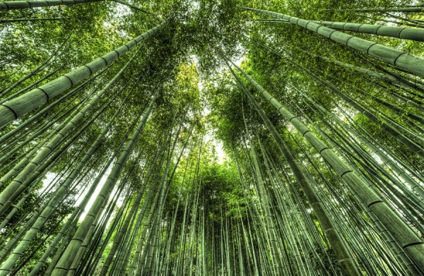 咲くのは不吉の前兆?「竹の花」開花が全国で相次ぐ