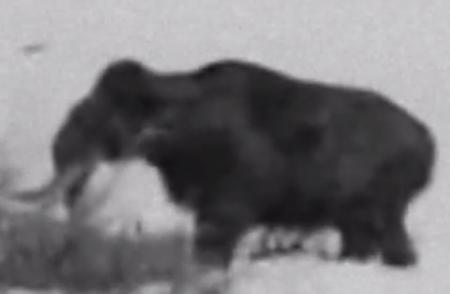 マンモス、ジャイアントモア…絶滅動物は生きている!?