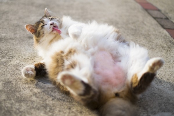 “猫パルボウイルス”が猫カフェで蔓延、元スタッフが告発! 予防方法と対策は?