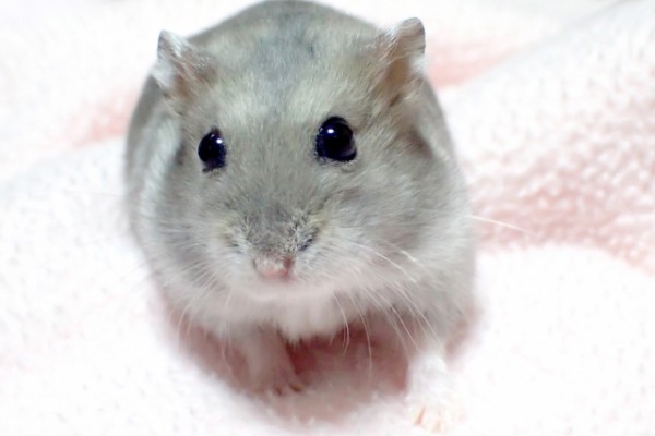 人気ユーチューバーに逮捕求む声が殺到? “動物虐待”署名活動が活発化も賛否